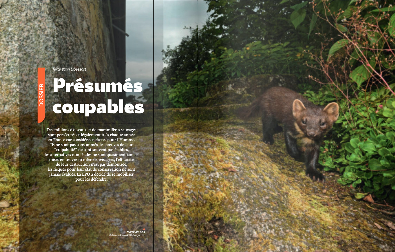 Image de couverture du dossier "présumés coupables" de l'OISEAU MAG n°150